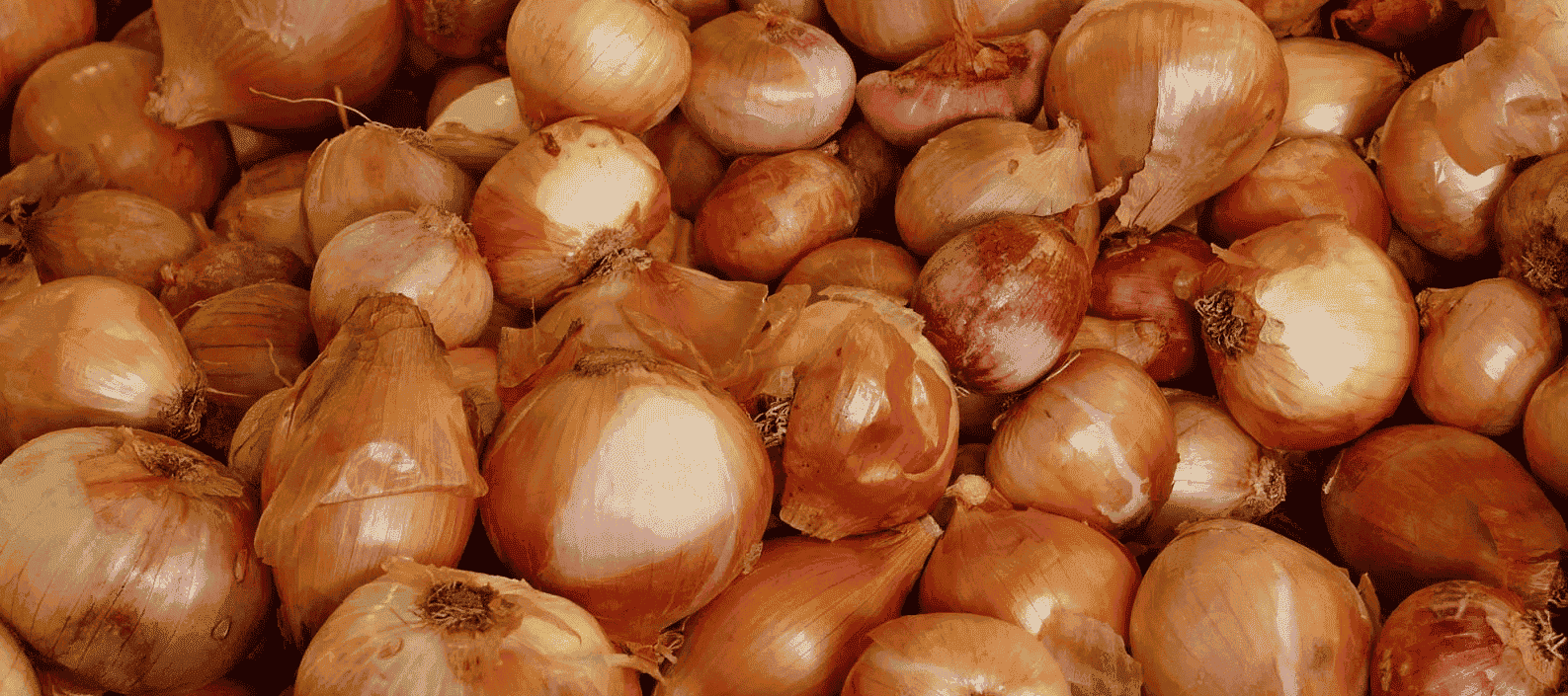 استصدار قرار باستمرار منع تصدير محصول البصل حتى 30 مارس المقبل